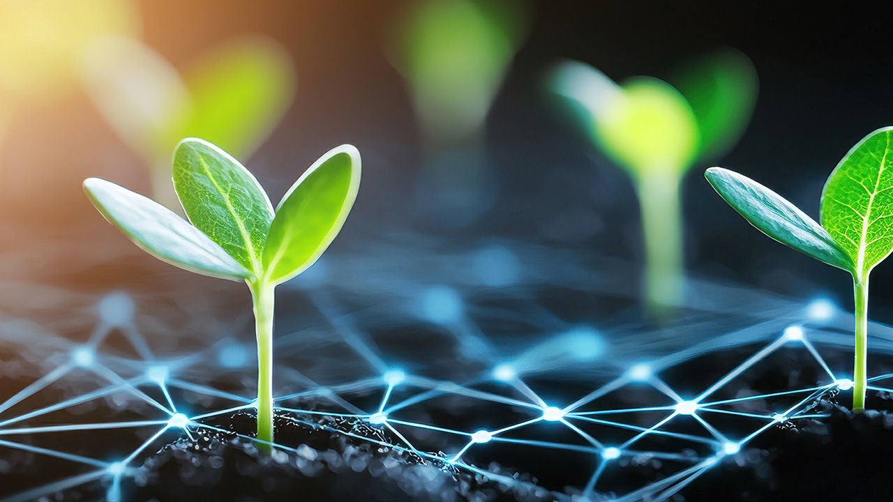 Seedlings growing among a digital fiber optic network