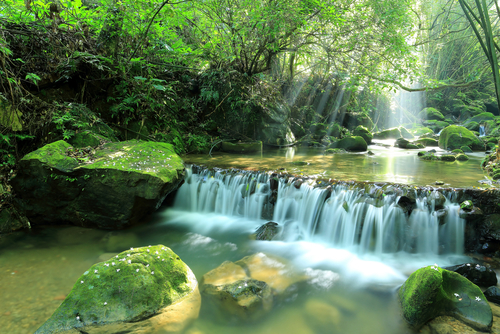 small waterfall in a rich green forest